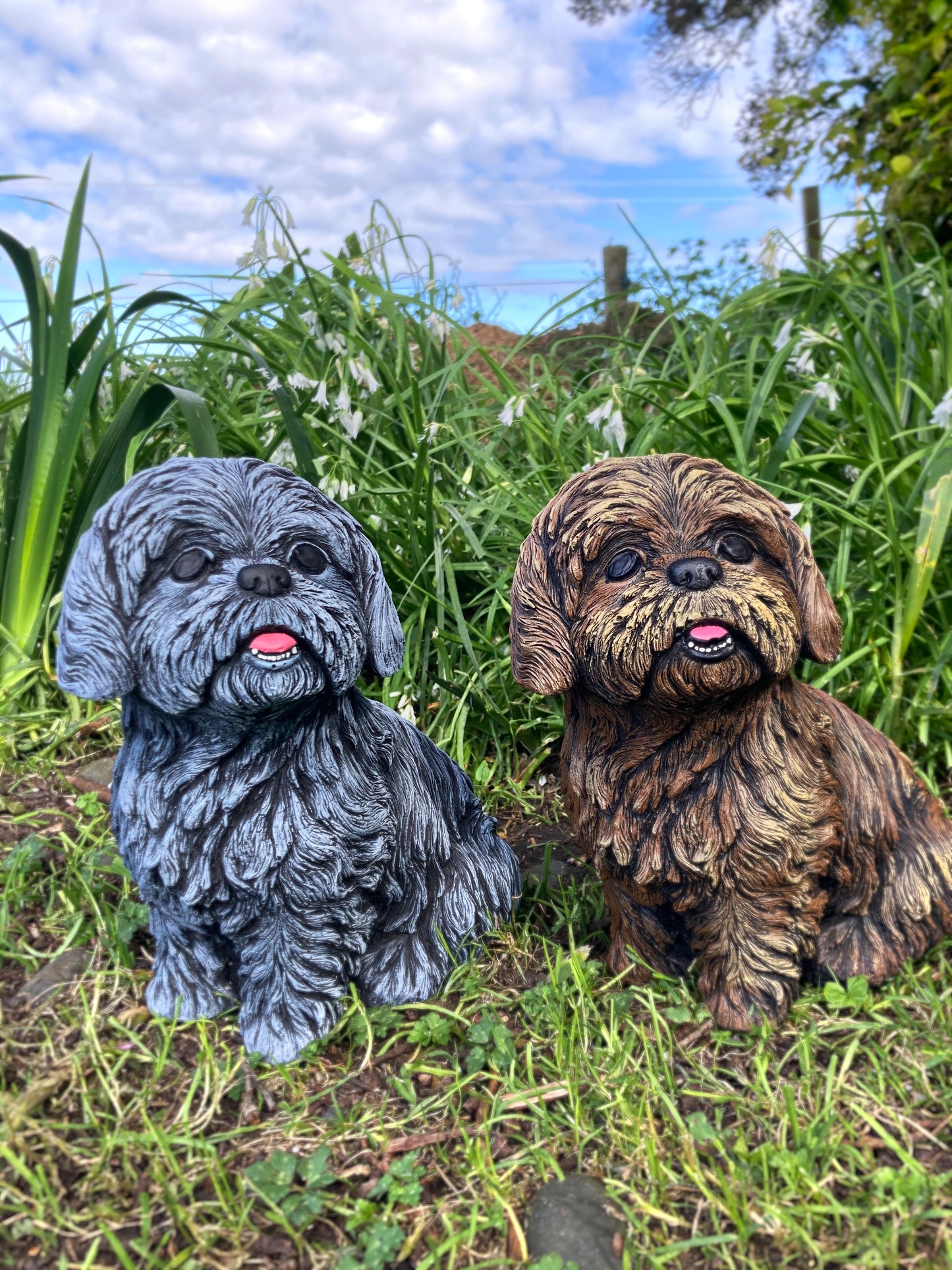 Shih Tzu