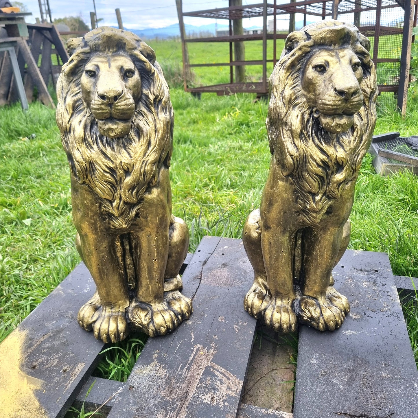 Gold Lion Statues pair  2nds