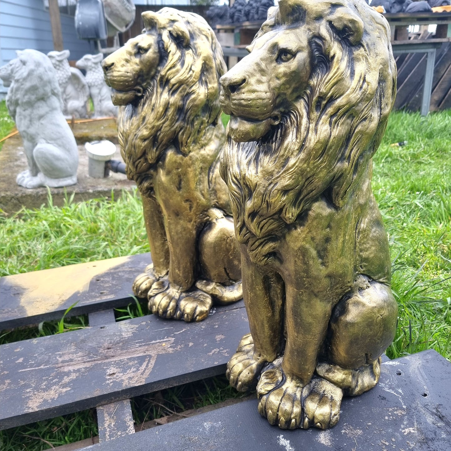 Gold Lion Statues pair  2nds