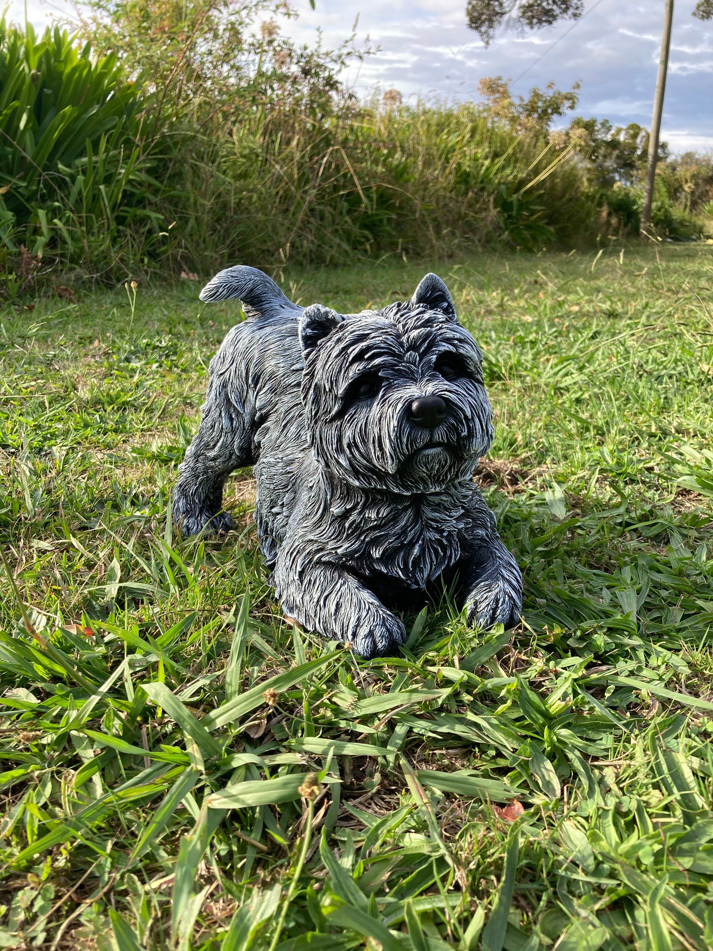 West Highland Terrier