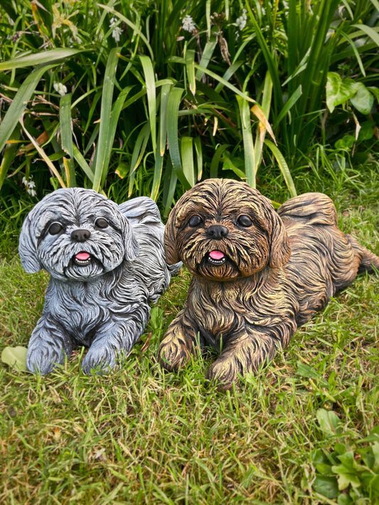 Laying Shih Tzu