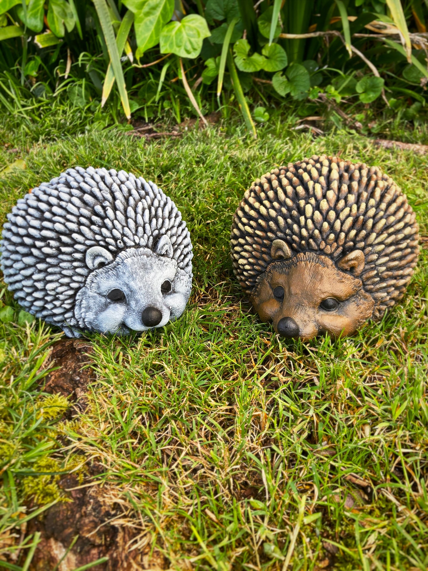 Hedgehog