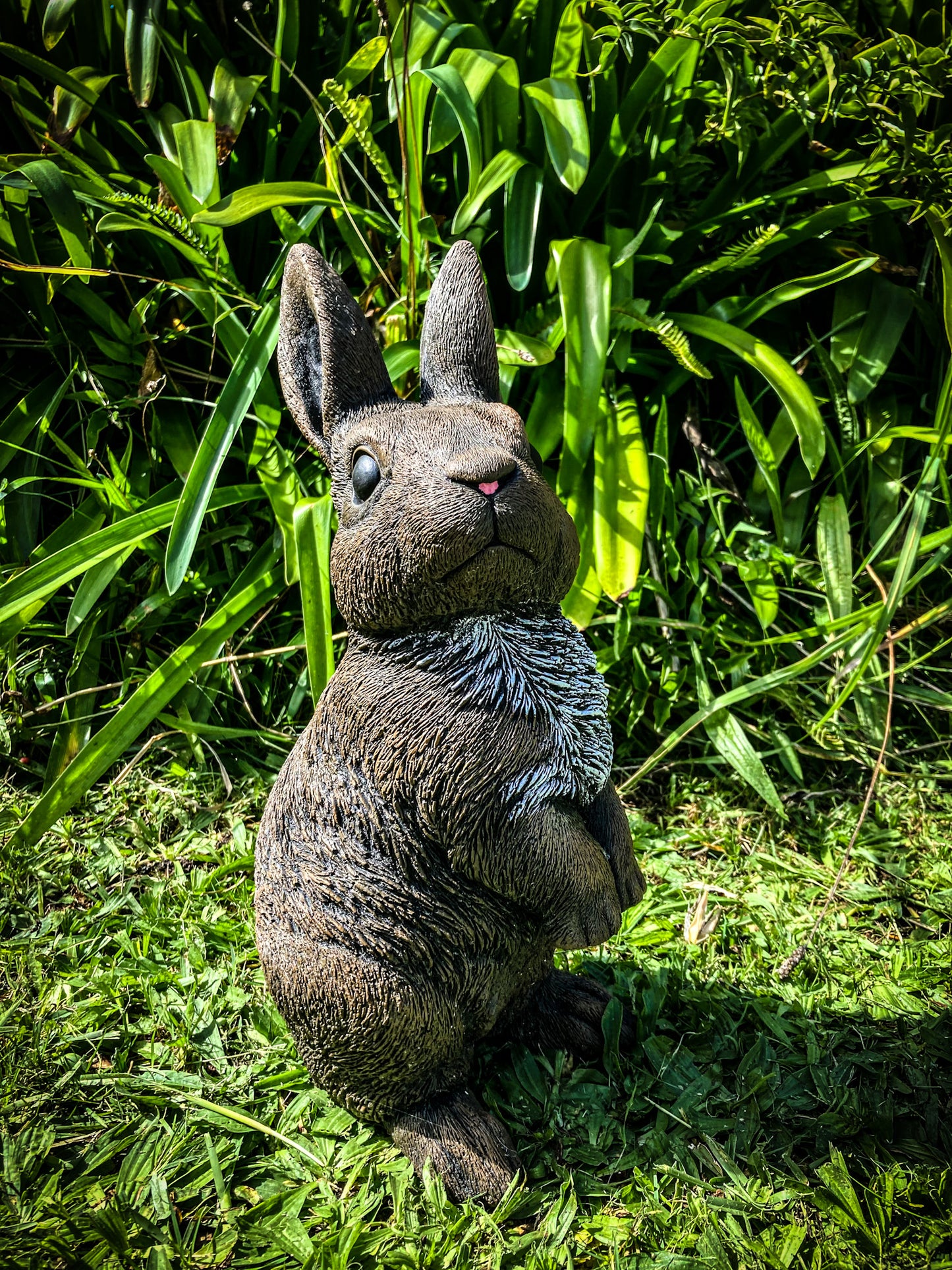 Large Rabbit