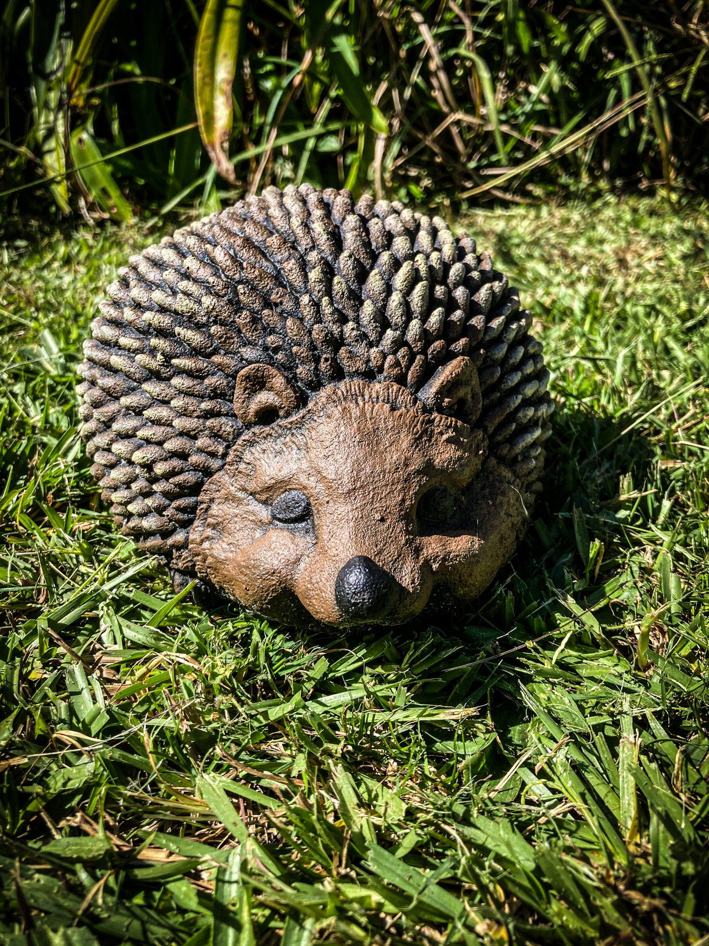 Hedgehog